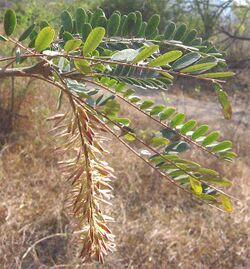 Alvaradoa amorphoides-leaves-fruit.jpg