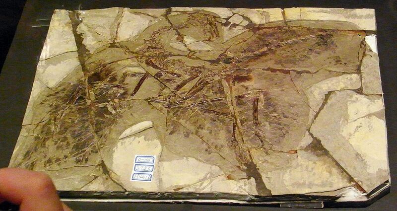 File:Anchiornis huxleyi (fossil).jpg