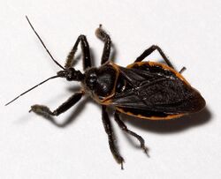 Apiomerus crassipes.jpg