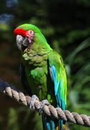 A green parrot with a black beak, a light-pink face, a red forehead, and blue-tipped wings
