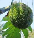 Artocarpus camansi 1.jpg