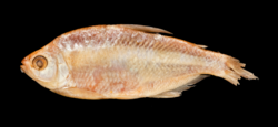 Astyanax belizianus preserved 3.png