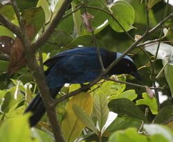 Azure-hooded Jay (Cyanolyca cucullata) in tree, Costa Rica.jpg