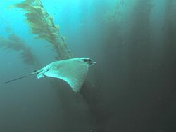 Bat Ray in kelp forest, San Clemente Island, Channel Islands, California.jpg