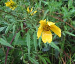 Bidens polylepis.jpg