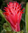 Billbergia pyramidalis in Hyderabad Nursery W IMG 0425.jpg