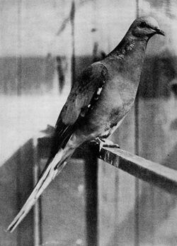 Bird lore (1913) (14562367319).jpg