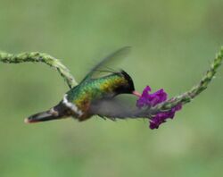 Black-crested Coquette on Stachytarpheta sp.jpg