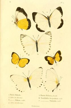 Boisduval1833FaunEntMadagascarLepidPlate2.jpg