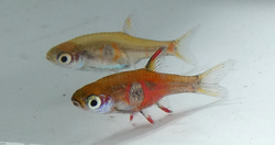 Boraras naevus pair.png