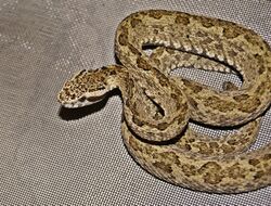 Bothrops venezuelensis by Danny Siwek.JPG