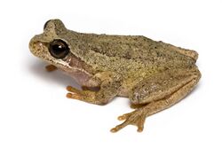 Brown Tree Frog 2.jpg