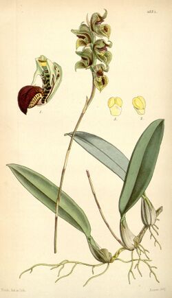 Bulbophyllum malachadenia (as Malachadenia clavata) - Curtis' 73 (Ser. 3 no. 3) pl. 4334 (1847).jpg