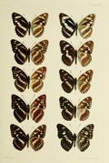 Butterflies from China, Japan, and Corea (19142198000).jpg