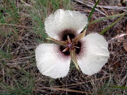 Calochortus umpquaensis.jpg