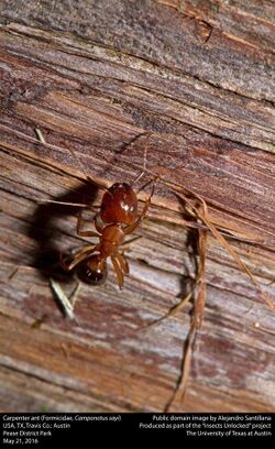 Carpenter Ant (Formicidae, Camponotus sayi) (27198404865).jpg