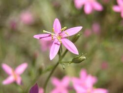 Centaurium namophilum.jpg