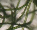 Chaetomorpha linum-salt marsh algae.jpg