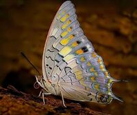 Charaxes solon at MNP.jpg