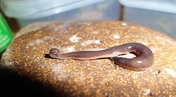 A dark brown flatworm with a light brown underbelly, its tail curled slightly as it rests on a smooth brown rock