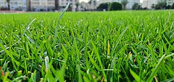 Closeup of lawn grass.jpg