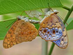 Common Leopard (Phalanta phalantha) mating with newly imerged butterfly in Hyderabad, AP W IMG 9382.jpg