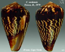 Conus verdensis 2.jpg