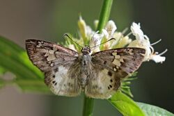 Cream flat (Eagris denuba obliterata).jpg