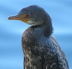 Crowned Cormorant imported from iNaturalist photo 275437516.jpg