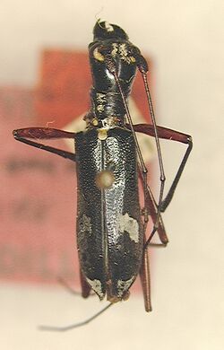 Cylindrepomus atropos.jpg