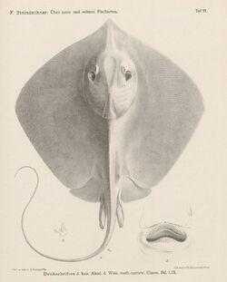 Dasyatis sinensis(STEINDACHNER,1892).jpg