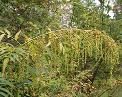 Datisca cannabina fruits.jpg