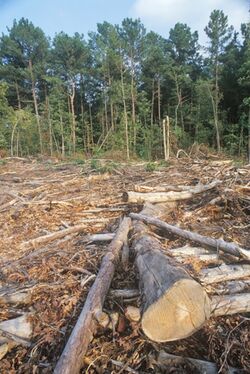 Deforestation in Nigeria (3509228297).jpg