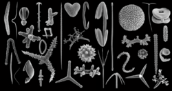 Demospongiae spicule diversity.png