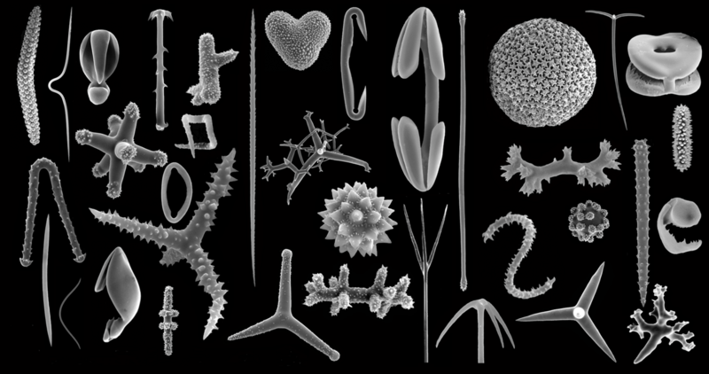 File:Demospongiae spicule diversity.png