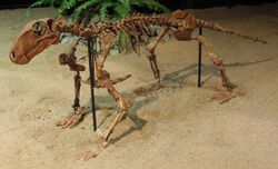 Dinosaurium, Biarmosuchus tener 1.jpg