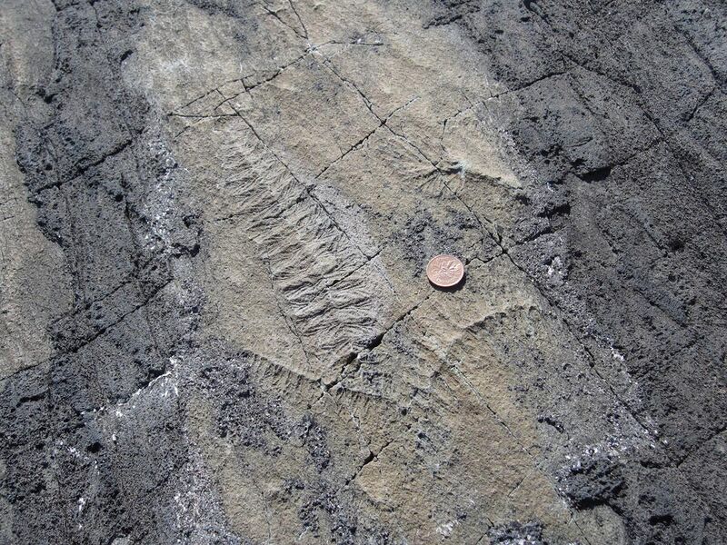 File:Ediacaran fossils Mistaken Point Newfoundland.jpg