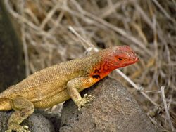 Espanola Lava Lizard, closeup.jpg