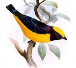 Euphonia saturata - Joseph Smit.jpg