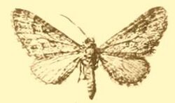 Eupithecia cooptata.JPG