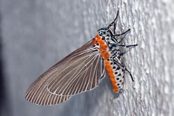 Euplocia membliaria (Noctuidae Aganainae).jpg