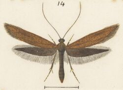 Fig 14 MA I437894 TePapa Plate-XXXIII-The-butterflies full (cropped).jpg