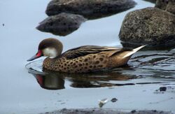 Galapagos white-cheeked pintail duck -Santa Cruz highlands.jpg