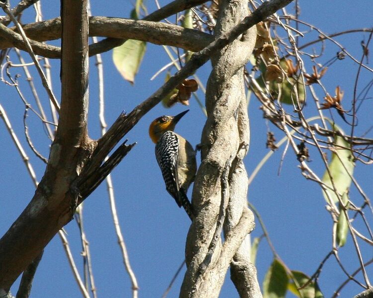 File:Golden-cheeked Woodpecker.jpg