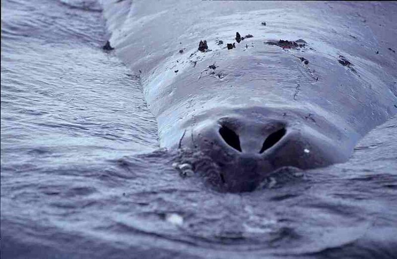 File:Grönlandwal 1-1999.jpg