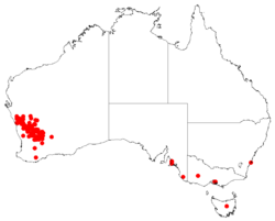 Hakea invaginataDistMap63.png