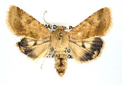 Helicoverpa gelotopoeon.jpg