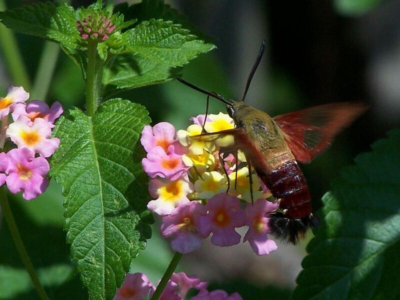 File:Hemaris thysbe.jpg