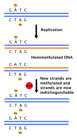 Hemimethylation.svg