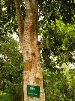 Hydnocarpus kurzii (Bangla- চাল মুগড়া) ২.jpg